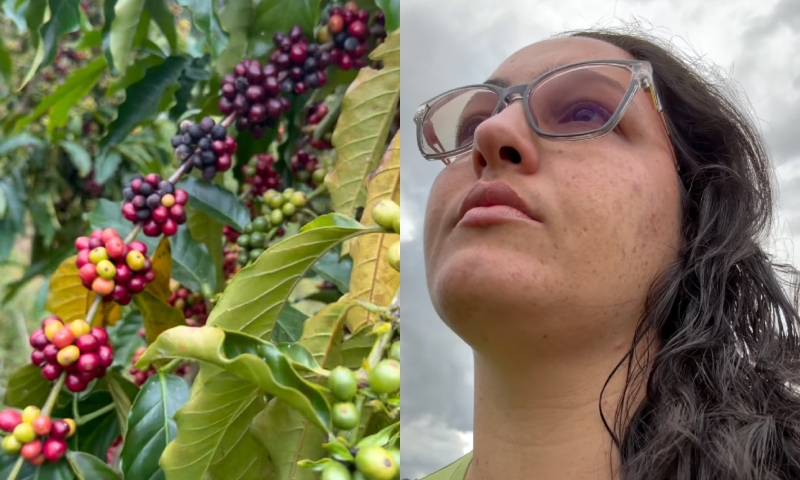 “Estamos perdendo tudo”: agricultora chora ao mostrar safra de café estragando e cobra energia da Âmbar, no AM; veja vídeo