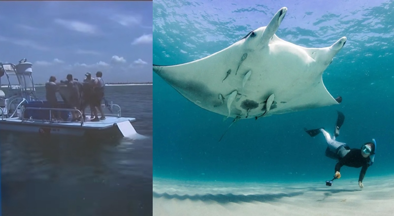 Vídeo de maus-tratos força mudança na lei de proteção às raias-manta nos EUA; veja