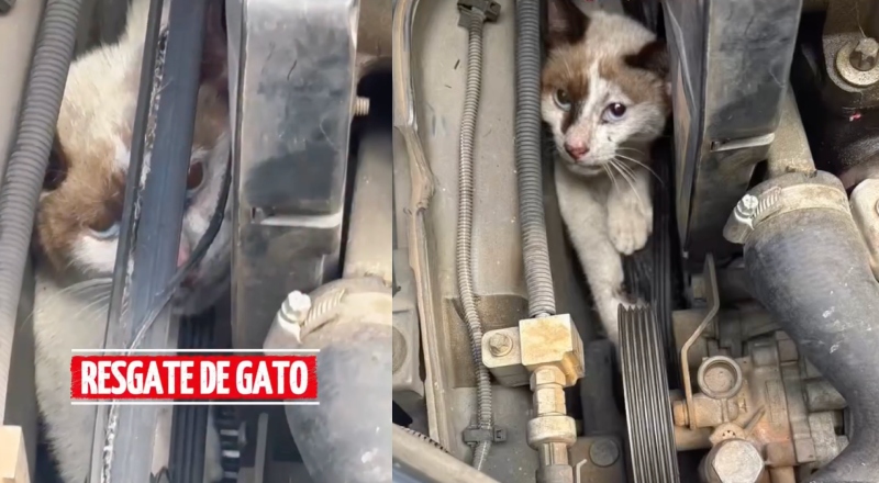 ‘Bichano’ fica preso em motor de carro e é resgatado pelos Bombeiros no bairro Flores, em Manaus; veja vídeo