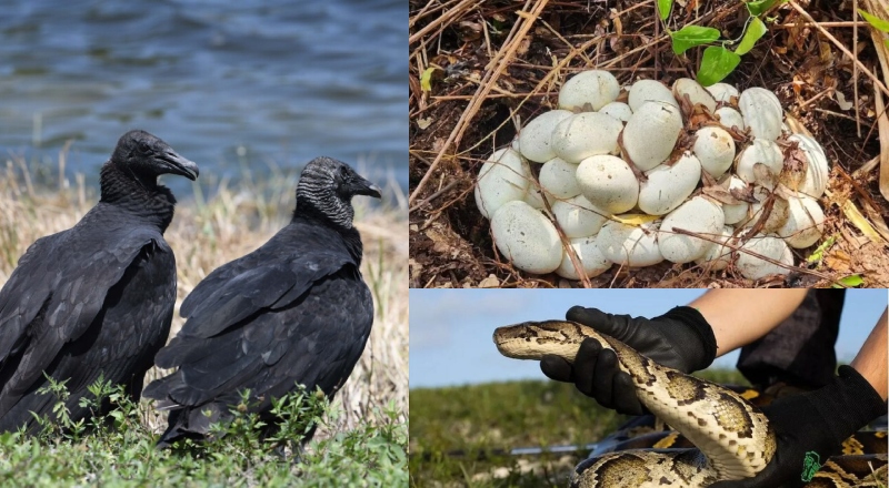 Natureza contra-ataca: Urubus viram predadores de ovos de píton na Flórida