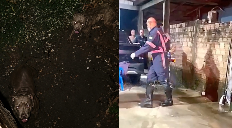 Ladrão pula muro e se depara com Pitbulls impiedosos: “tiveram que chamar o SAMU!”; veja vídeo