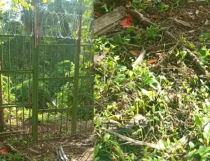 Capivara morta é confundida com corpo desovado em Manaus; veja vídeo