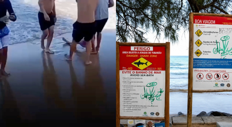 Ataque no mar: mulher é mordida por tubarão em praia de Pernambuco; veja vídeo