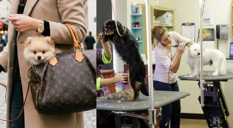 “Petflation”: custos com animais de estimação disparam e pressionam famílias na Flórida