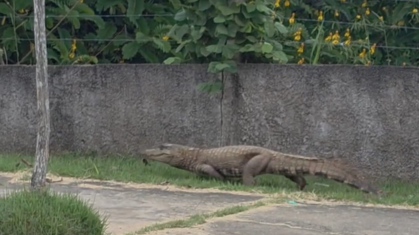Momento de tensão: jacaré gigante é visto em área de exercícios e assusta atletas; veja vídeo