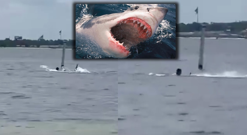 Funcionário da Marinha dos EUA é atacado por tubarão na Flórida; veja vídeo