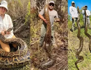 Caçadores batem recorde ao retirar 3,7 toneladas de pítons invasoras da Flórida