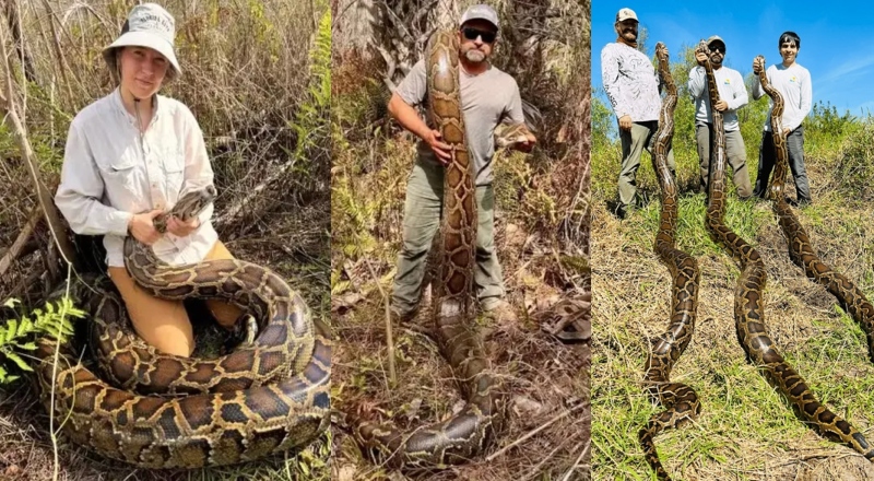 Caçadores batem recorde ao retirar 3,7 toneladas de pítons invasoras da Flórida
