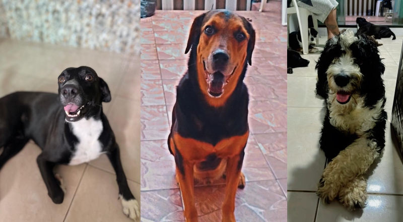 Bandidos envenenam três cachorros da mesma família no bairro Nova Esperança; veja vídeo