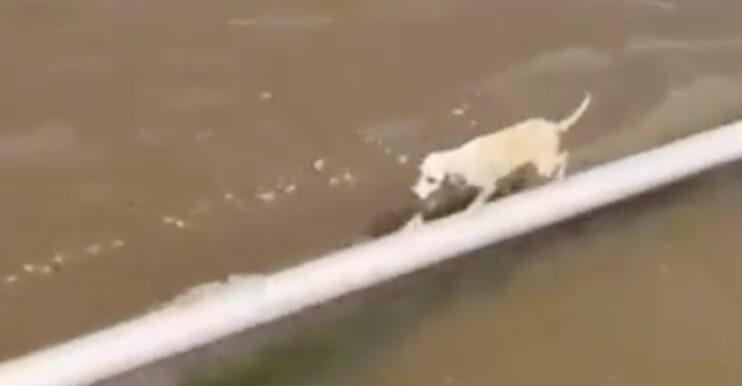 Em meio ao Rio Amazonas, cadela é resgatada por embarcação e emociona passageiros durante viagem; veja vídeo