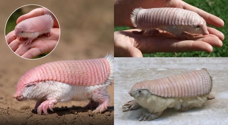 Conheça o tatu-fada-rosa, animal extremamente raro que até parece ser I.A; veja vídeo