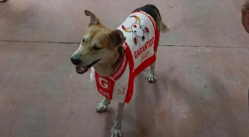 Alerta de fofura: cachorro que invadiu o Bumbódromo no Festival de Parintins é adotado e ganha nome inusitado
