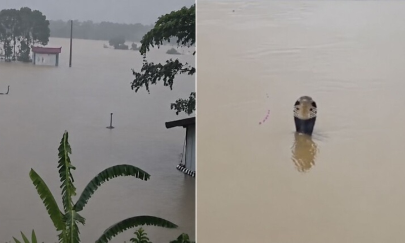 Tufão provoca mortes, tornados e inundações na China; mais de 800 cobras escapam de fazenda alagada