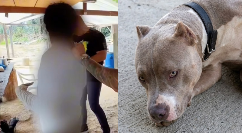 Homem que abusou de cachorro em Presidente Figueiredo é preso; veja vídeo