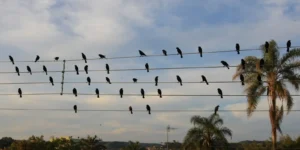 Do acaso ao topo do mundo: foto cotidiana de pássaros em fios de luz vira música e ganha o maior prêmio da publicidade mundial; veja vídeo