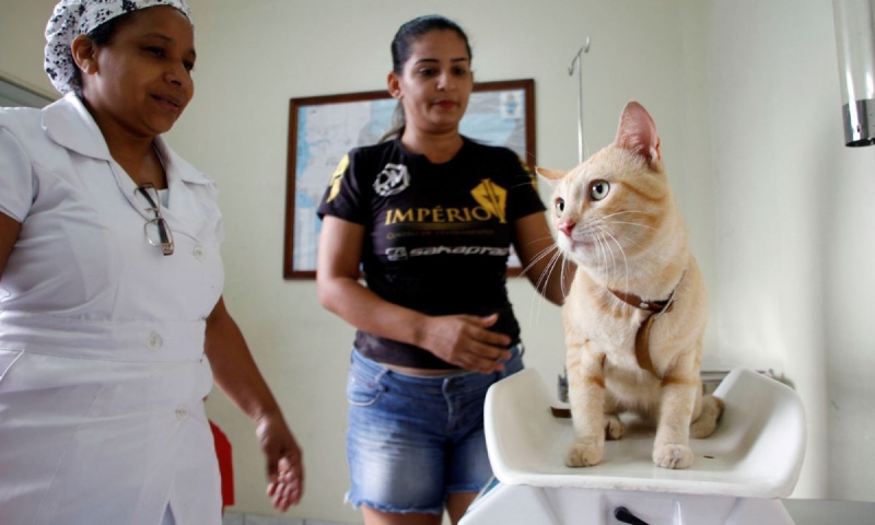 Serviço de castração da Prefeitura de Manaus abre vagas para agendamento na quarta-feira, 15/7