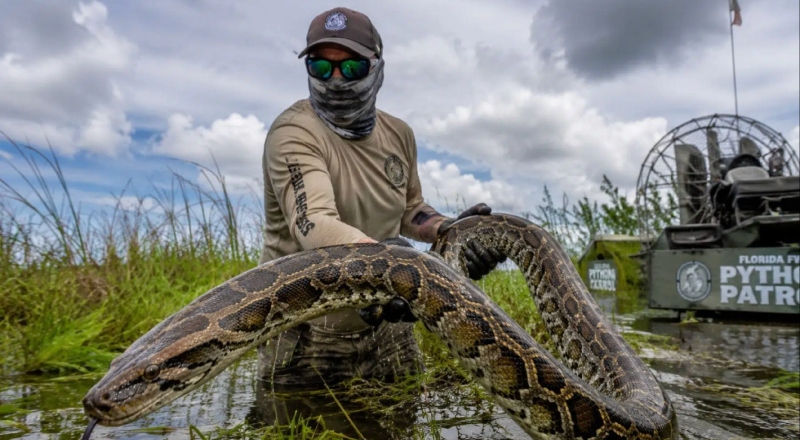 Caçadores de Pítons: Flórida oferece US$ 10 mil em competição para salvar os Everglades
