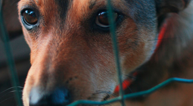 Revoltante : câmeras registram homem abusando de cachorro em Manaus, suspeito é preso; veja vídeo
