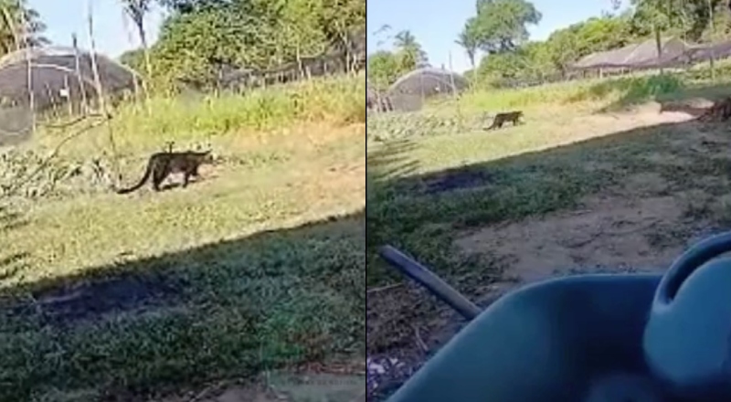 Atenção: onça a é avistada próxima às residências em Iranduba; veja vídeo