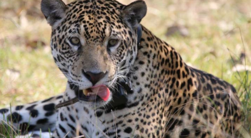 Onça-pintada é encontrada sem vida às margens da BR-319 após possível colisão no Amazonas; imagens fortes