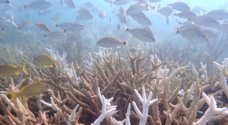 Organizações da Flórida criam força-tarefa para reproduzir corais resistentes ao El Niño