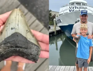Pai e filho encontram dente de tubarão gigante em praia dos EUA