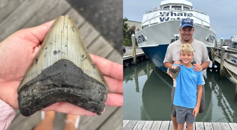 Pai e filho encontram dente de tubarão gigante em praia dos EUA