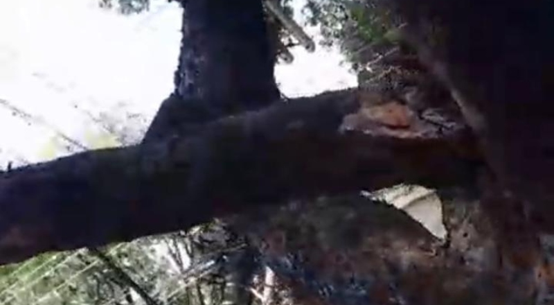 Mulher alerta para queda de parte de árvore no Centro de Manaus ; veja vídeo