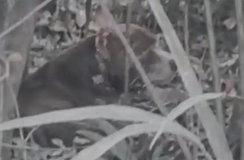Olhar de tristeza: pitbull desnutrido e cheio de ferimentos é salvo após ser abandonado em estrada de Maués; veja vídeo