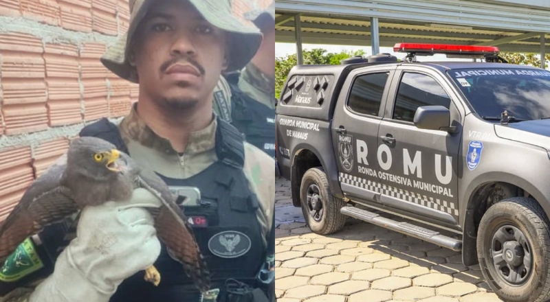 Gavião ferido é resgatado e foragido da Justiça acaba preso em ações da Guarda Municipal de Manaus