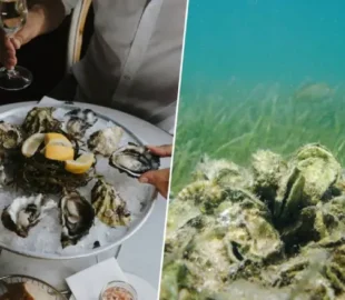 Desde 2007, projeto na Flórida recicla conchas de restaurantes e restaura 97 recifes; veja vídeo