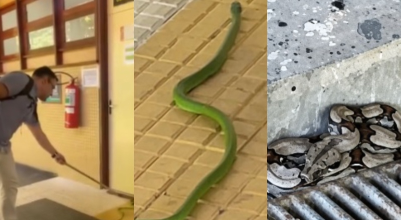 Mais um dia comum na UFAM: Duas cobras são encontradas dentro da universidade e viram atração para os alunos