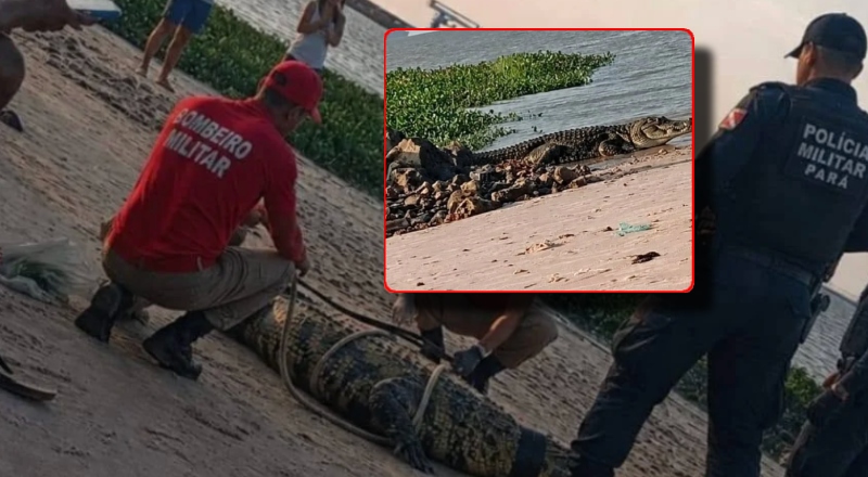 Olha quem resolveu dar as caras: jacaré grandão aparece em praia e assusta banhistas