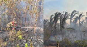 Fogo em Autazes é controlado, e atuação dos bombeiros e do prefeito Thomé Neto ganha reconhecimento; veja