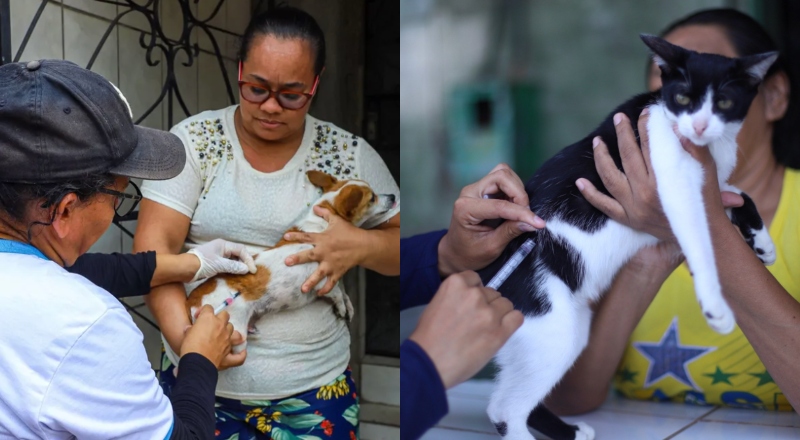 Atenção, ‘pais de pet’: Manaus começa vacinação antirrábica para cães e gatos nesta quinta-feira