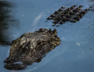 Após ataque fatal, Lei GATOR propõe revisar leis que dificultam o controle de jacarés em áreas residenciais na Flórida
