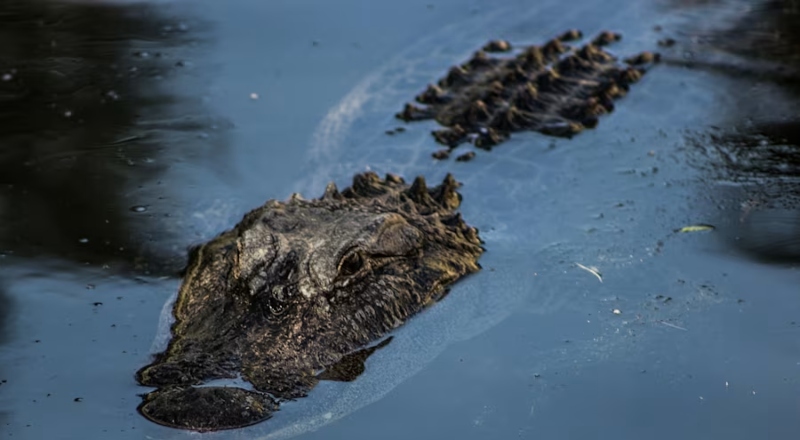 Após ataque fatal, Lei GATOR propõe revisar leis que dificultam o controle de jacarés em áreas residenciais na Flórida
