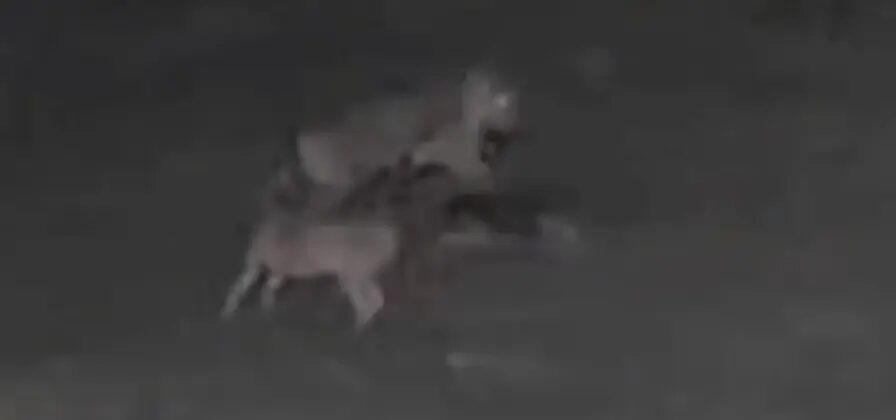 Tudo filmado: Onça invade propriedade e mata cachorros no interior do Amazonas