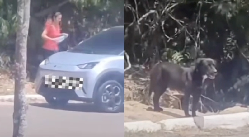 De cortar o coração: Mulher é flagrada abandonando cachorro em estrada na Ponta Negra; veja vídeo