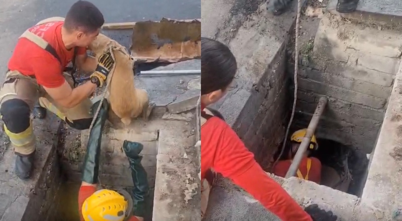 Final feliz: Cachorro caramelo é resgatado com vida após quase três dias preso em bueiro; veja vídeo