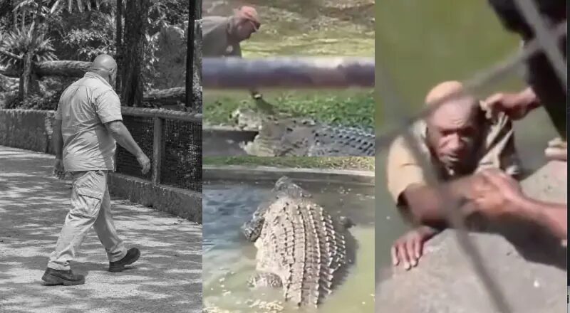 Tratador vai fazer carinho no Jacaré mais guloso do zoológico e o pior acontece; veja vídeo