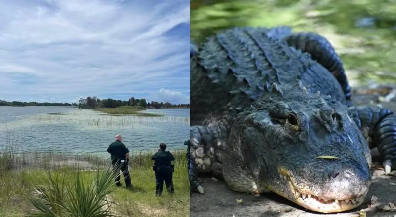 Garoto é atacado por jacaré enquanto nadava em lago na Flórida; veja vídeo