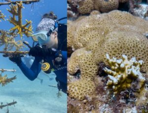 Cientistas da Flórida cultivam corais para enfrentar o aquecimento dos oceanos