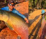 "Olha o tamanho do bichão": pescador captura pirarucu de quase 3 metros na Amazônia; veja vídeo