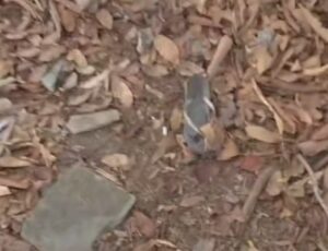 Mulher é encontrada morta com sinais de violência em área de mata no Parque Mosaico, em Manaus