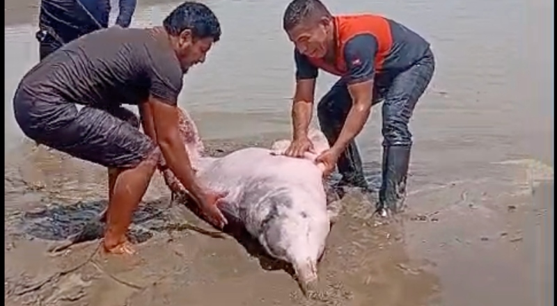 ‘Efeitos da seca’: Boto-cor-de-rosa é resgatado após ficar encalhado no Rio Solimões; veja vídeo