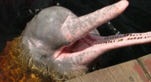 “O boto atacou”: casal é flagrado em momento íntimo dentro d’água no interior do Amazonas; veja vídeo