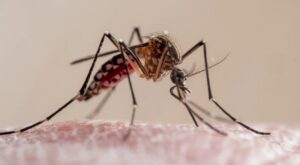 Flórida decreta emergência após surto de dengue com transmissão local deixar uma vítima fatal
