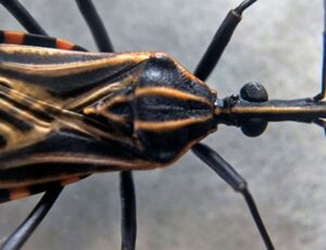 Projeto liderado pela Fiocruz fortalece diagnóstico e tratamento da doença de Chagas congênita