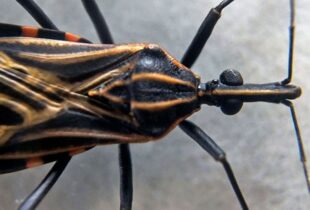 Projeto liderado pela Fiocruz fortalece diagnóstico e tratamento da doença de Chagas congênita